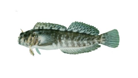 Jewelled Rockskipper Fishing for Rockskipper → Explore Catches, Top Baits & More!
