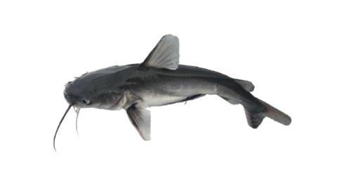 Fishing for Chili sea catfish → Explore Catches, Top Baits & More!