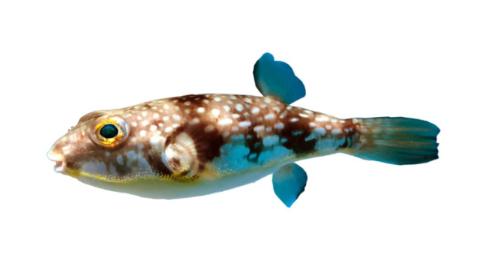 Fishing for Milkspotted puffer: Fish Species – FishAngler.com
