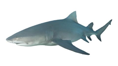 Fishing for Sicklefin lemon shark: Fish Species – FishAngler.com