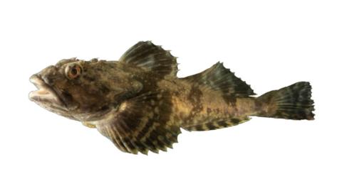 Fishing for Longhorn sculpin: Fish Species – FishAngler.com