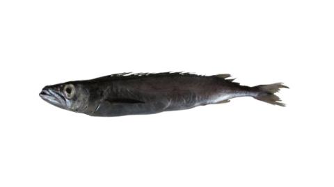 Fishing for Bengal escolar → Explore Catches, Top Baits & More!