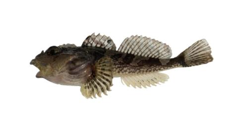 Fishing for Bonehead sculpin → Explore Catches, Top Baits & More!