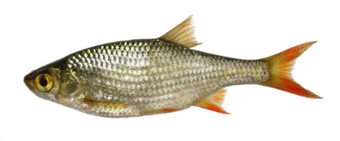 Italian Rudd Fishing for Rudd → Explore Catches, Top Baits & More!