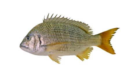 Fishing for Western yellowfin seabream → Explore Catches, Top Baits & More!