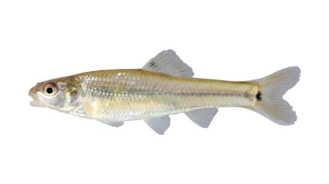 bullhead minnow Pimephales vigilax