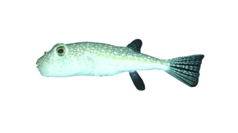 Fishing for Floral puffer: Fish Species – FishAngler.com