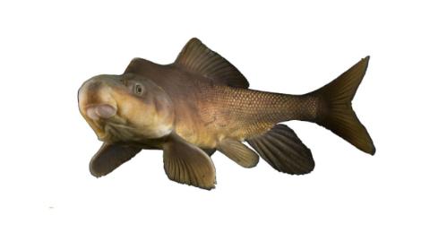 Fishing for Razorback sucker → Explore Catches, Top Baits & More!