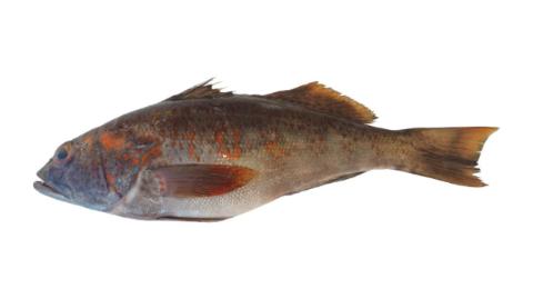 Fishing for Peruvian rock seabass → Explore Catches, Top Baits & More!