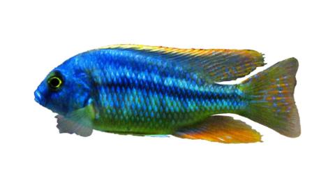 Fishing for Bream: Fish Species – FishAngler.com