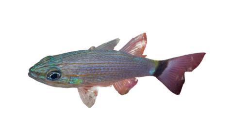 Fishing For Tiger Cardinal Fish Species Fishangler