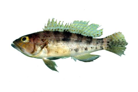 Fishing for Northern puffer → Explore Catches, Top Baits & More!