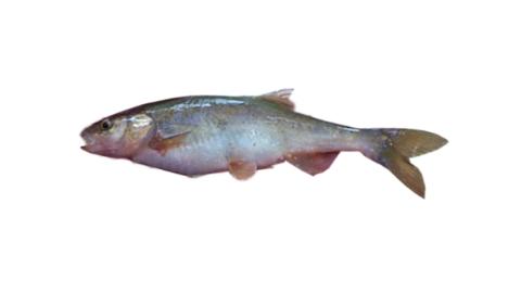 Fishing for Headwater chub → Explore Catches, Top Baits & More!