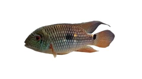 Fishing for Yellow acara: Fish Species – FishAngler.com