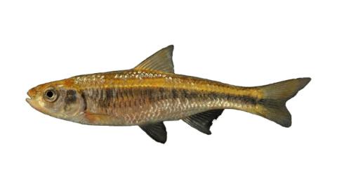 Fishing for Striped shiner: Fish Species – FishAngler.com