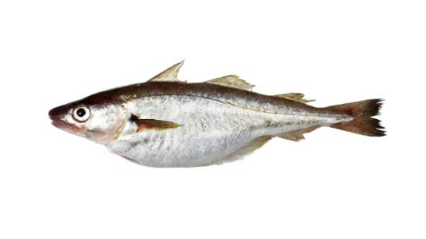 Fishing for Whiting → Explore Catches, Top Baits & More!