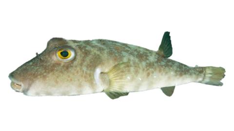 Fishing for Longnose puffer → Explore Catches, Top Baits & More!
