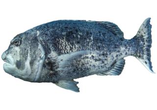 Fishing for Black musselcracker: Fish Species – FishAngler.com