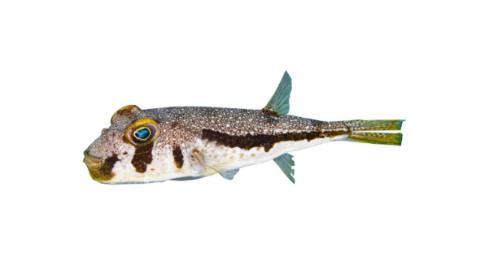 Fishing for Randall's puffer: Fish Species – FishAngler.com
