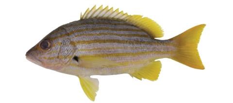 Line Snapper Fishing for Yellow-lined snapper → Explore Catches, Top Baits & More!