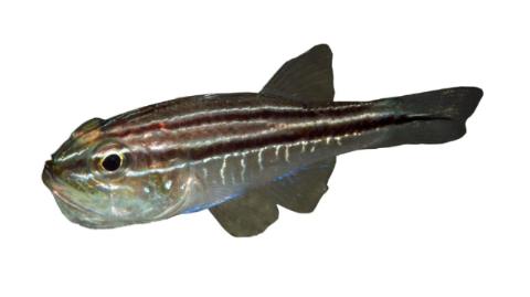 Banded Cardinal Fishing for Broadbanded cardinalfish → Explore Catches, Top Baits & More!