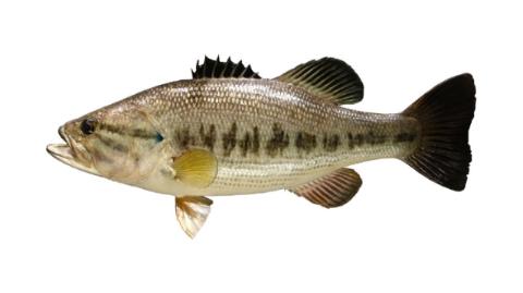 Fishing for Largemouth black bass: Fish Species – FishAngler.com