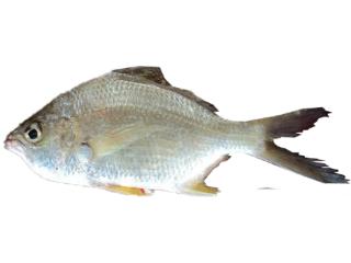 Fishing For Irish Mojarra: Fish Species – Fishangler.com