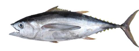 Fishing for Albacore → Explore Catches, Top Baits & More!