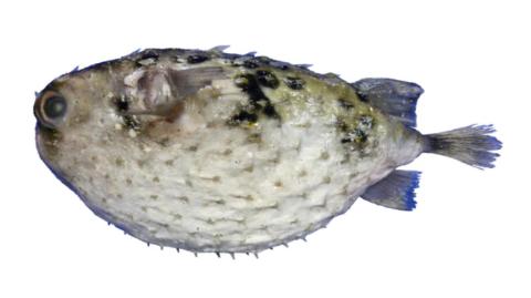 Fishing for Deep-water burrfish → Explore Catches, Top Baits & More!