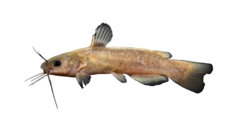 Fishing for Flat bullhead: Fish Species – FishAngler.com