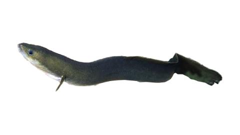 Fishing for American eel: Fish Species – FishAngler.com