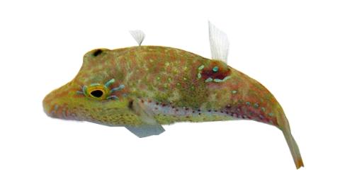 Fishing for Bennett's sharpnose puffer → Explore Catches, Top Baits & More!