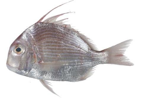 Taiwan Shell Fish Fishing for Taiwan tai → Explore Catches, Top Baits & More!