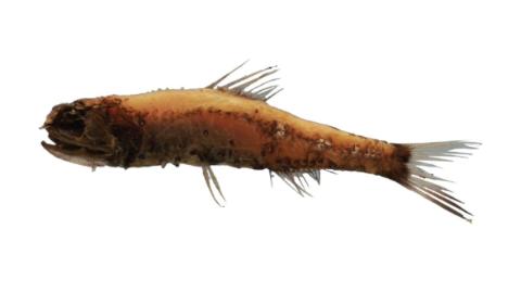 Fishing for Taaning's lantern fish → Explore Catches, Top Baits & More!
