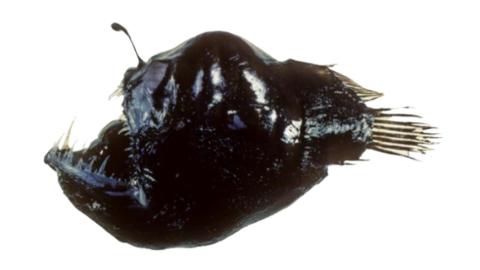 Fishing for Murray's abyssal anglerfish: Fish Species – FishAngler.com