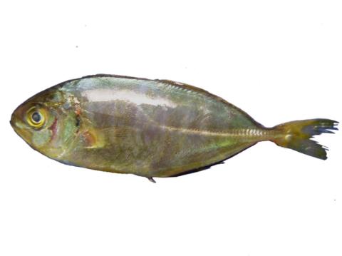 Fishing for Banded rudderfish → Explore Catches, Top Baits & More!