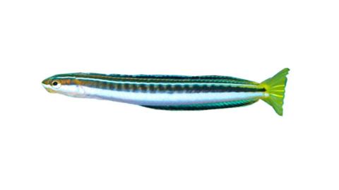 Fishing for Biting blenny → Explore Catches, Top Baits & More!
