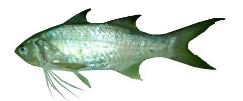 Fishing for Striped threadfin → Explore Catches, Top Baits & More!