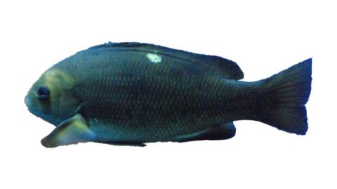 Fishing For Opaleye Fish Species Fishangler Fishing For Opaleye Fish Species Fishangler