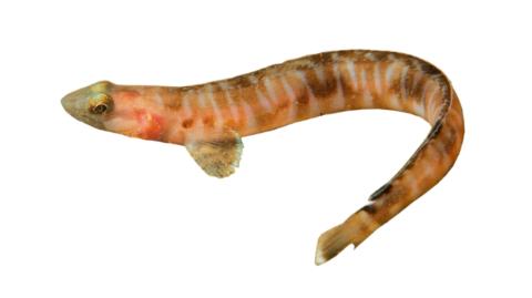 Pickleback Fish Fishing for Bluebarred prickleback → Explore Catches, Top Baits & More!