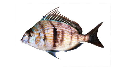 Fishing for Longspine porgy: Fish Species – FishAngler.com