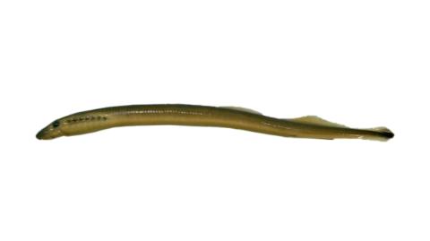 Fishing for American brook lamprey: Fish Species – FishAngler.com