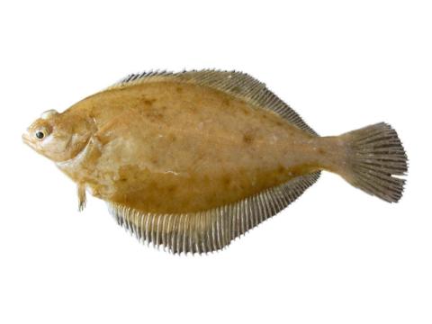 Fishing for Common dab → Explore Catches, Top Baits & More!