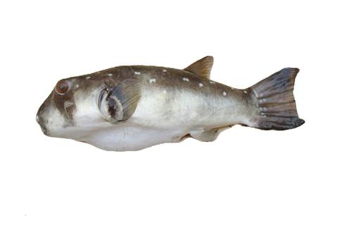 Fishing for Prickly puffer → Explore Catches, Top Baits & More!