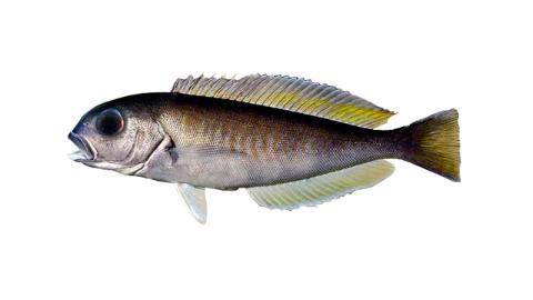 Slopefish Fishing for Bankslope tilefish → Explore Catches, Top Baits & More!