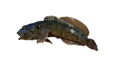 Fishing for Marbled sculpin → Explore Catches, Top Baits & More!