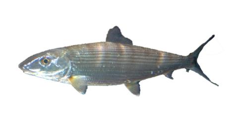 Fishing for Bonefish: Fish Species – FishAngler.com