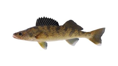 Fishing for Walleye: Fish Species – FishAngler.com