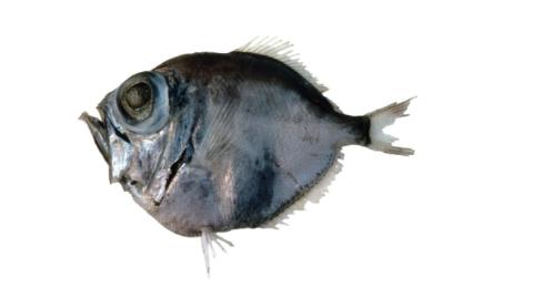 Fishing for Silver spinyfin: Fish Species – FishAngler.com