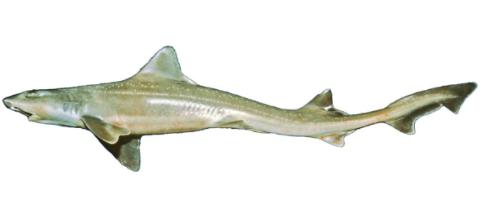 Fishing for Gummy shark: Fish Species – FishAngler.com